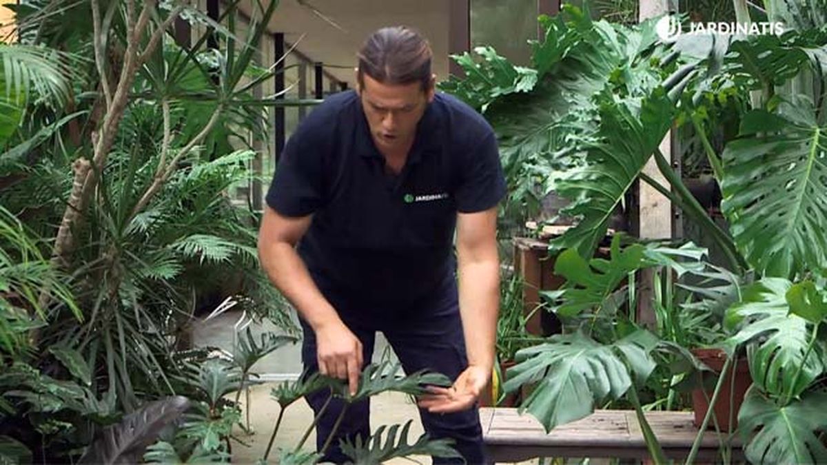 filodendro xanadu hojas dentadas