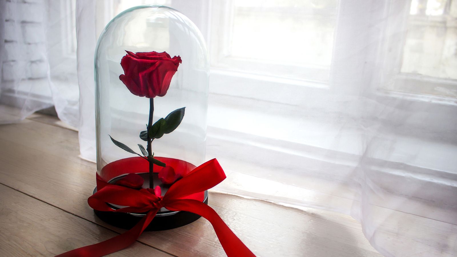 rosa preservada
