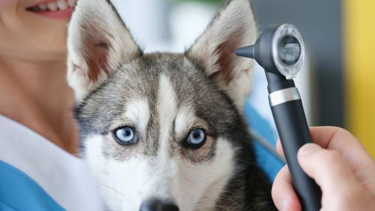 pirotecnia fiesta san juan miedo al ruido perros oido