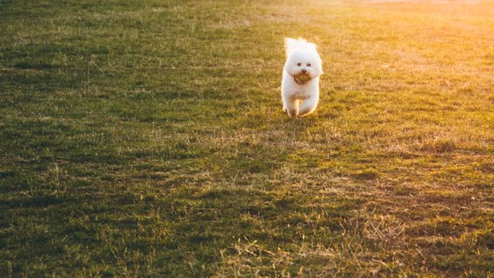 bichon maltes 2 bichon maltes 2