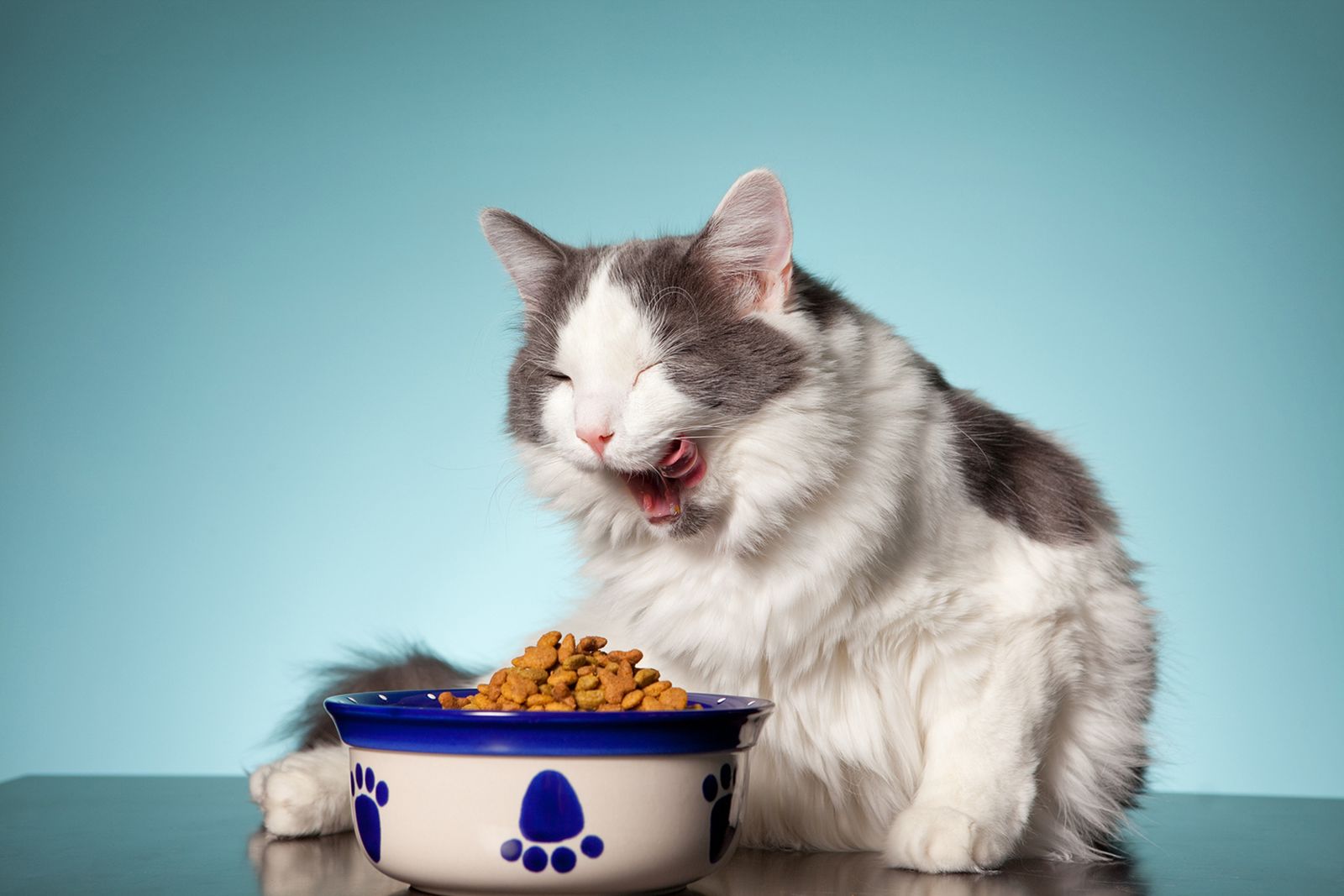 gatos comida