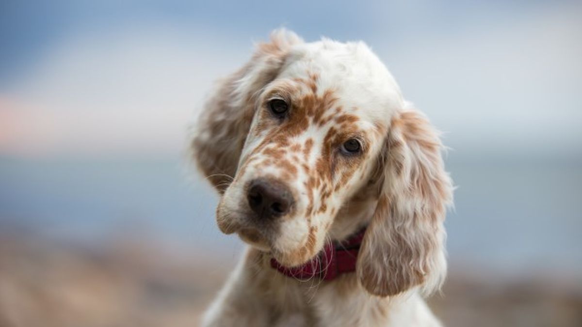 cuantas razas de perros hay 12