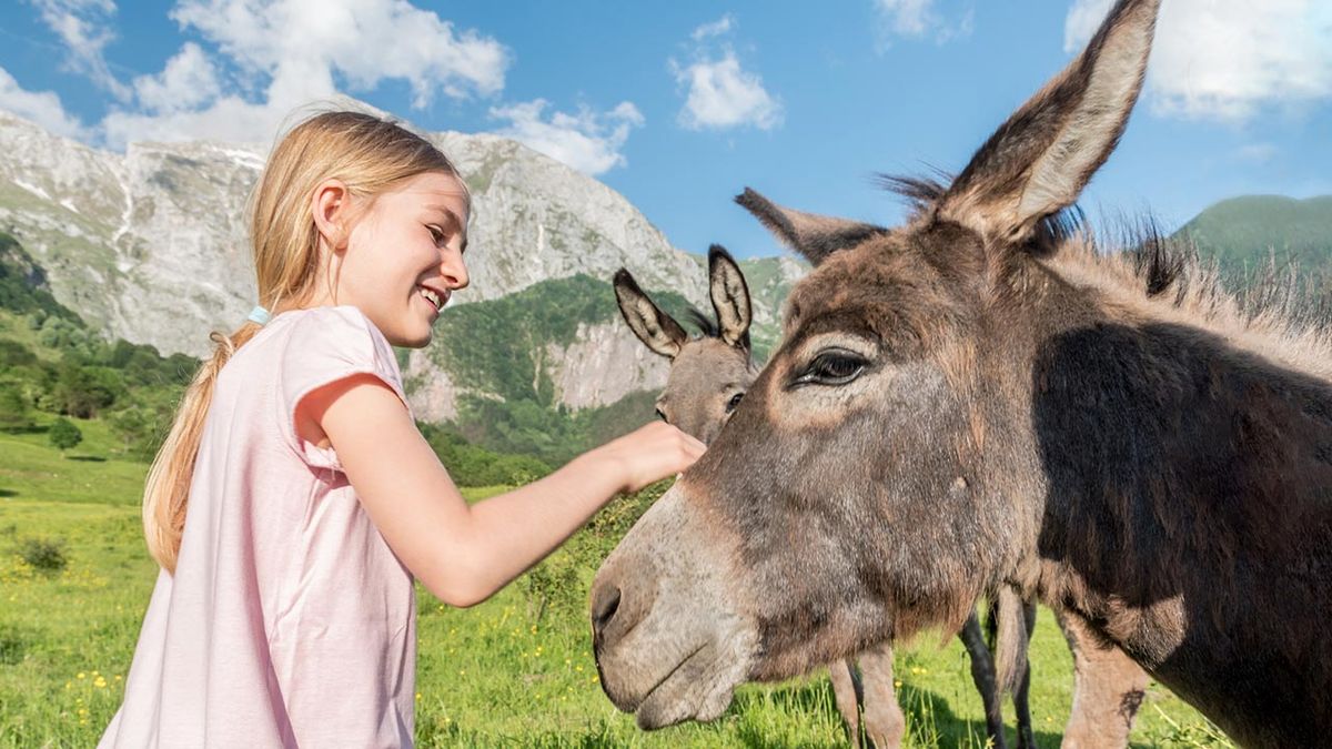 animales adecuados terapia asistida 3