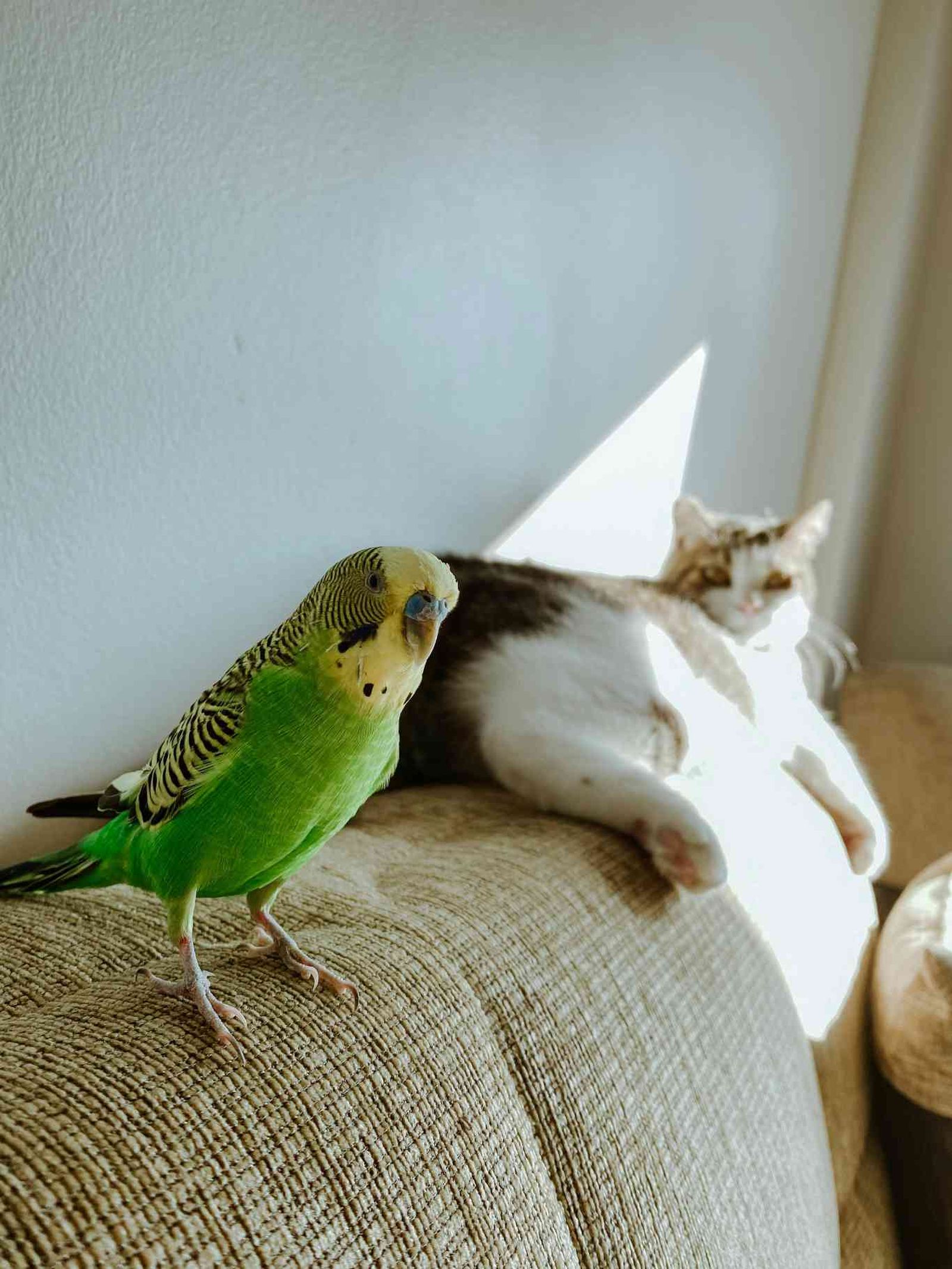 Melopsittacus undulatus, el clásico periquito que también puede aprender trucos. Melopsittacus undulatus, el clásico periquito que también puede aprender trucos.