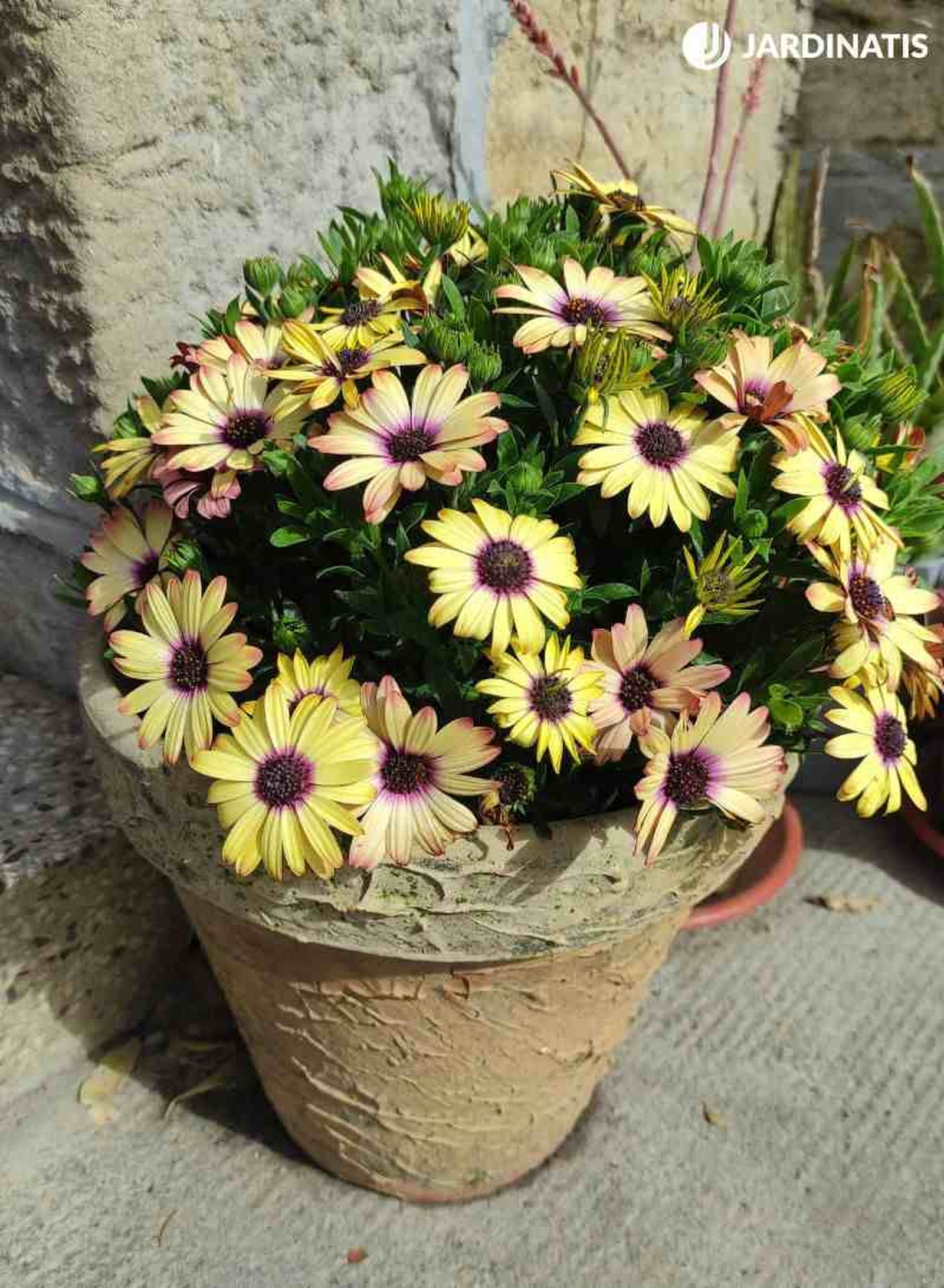Osteospermum ecklonis Osteospermum ecklonis