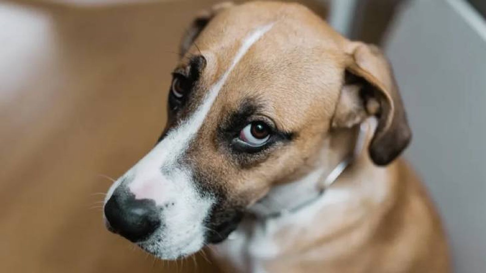 sindrome de horner en perros 3 (1)