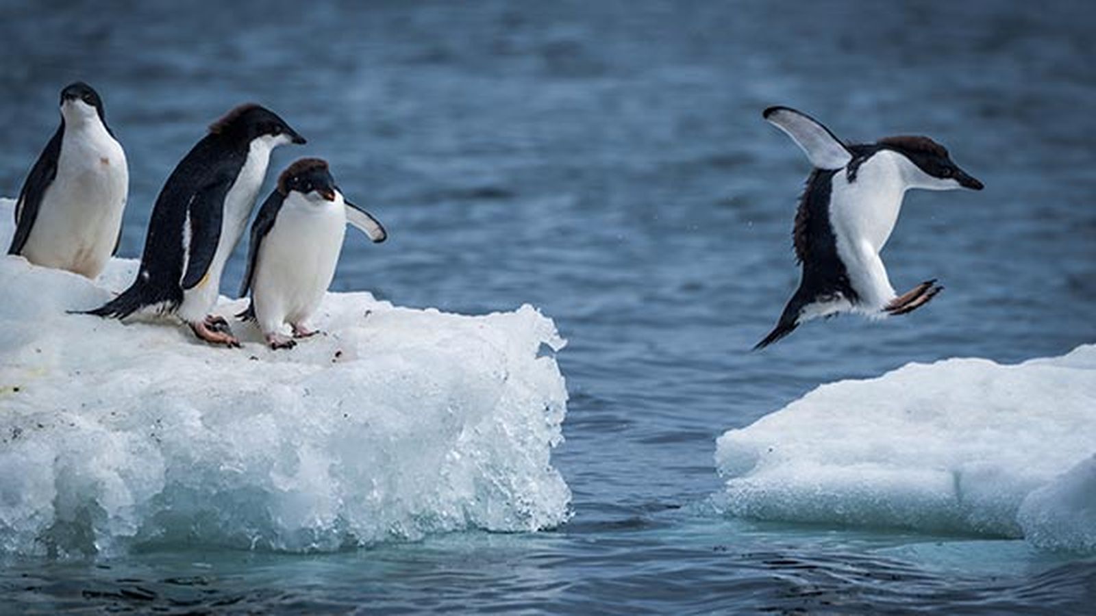 aspectos curiosos pinguinos 8 aspectos curiosos pinguinos 8