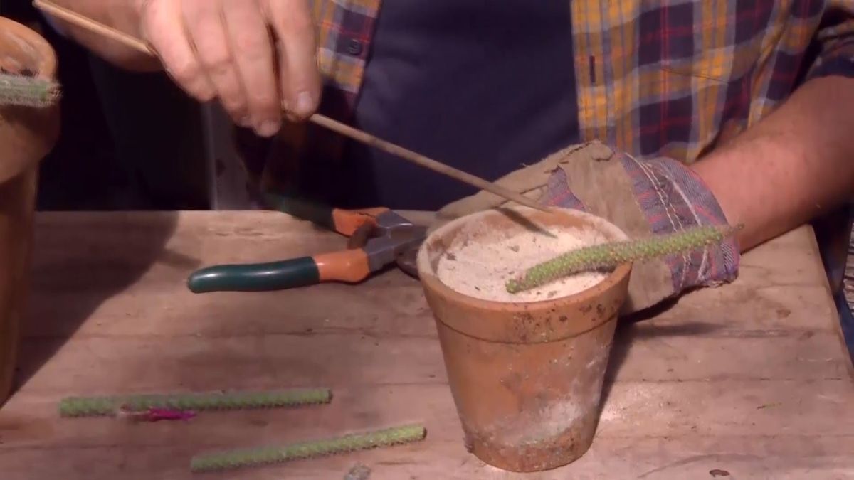 deco 692 cuidados aporocactus plantacion