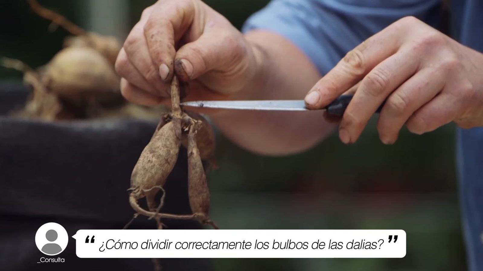 como dividir correctamente bulbos de dalias xl brico 944 jardin
