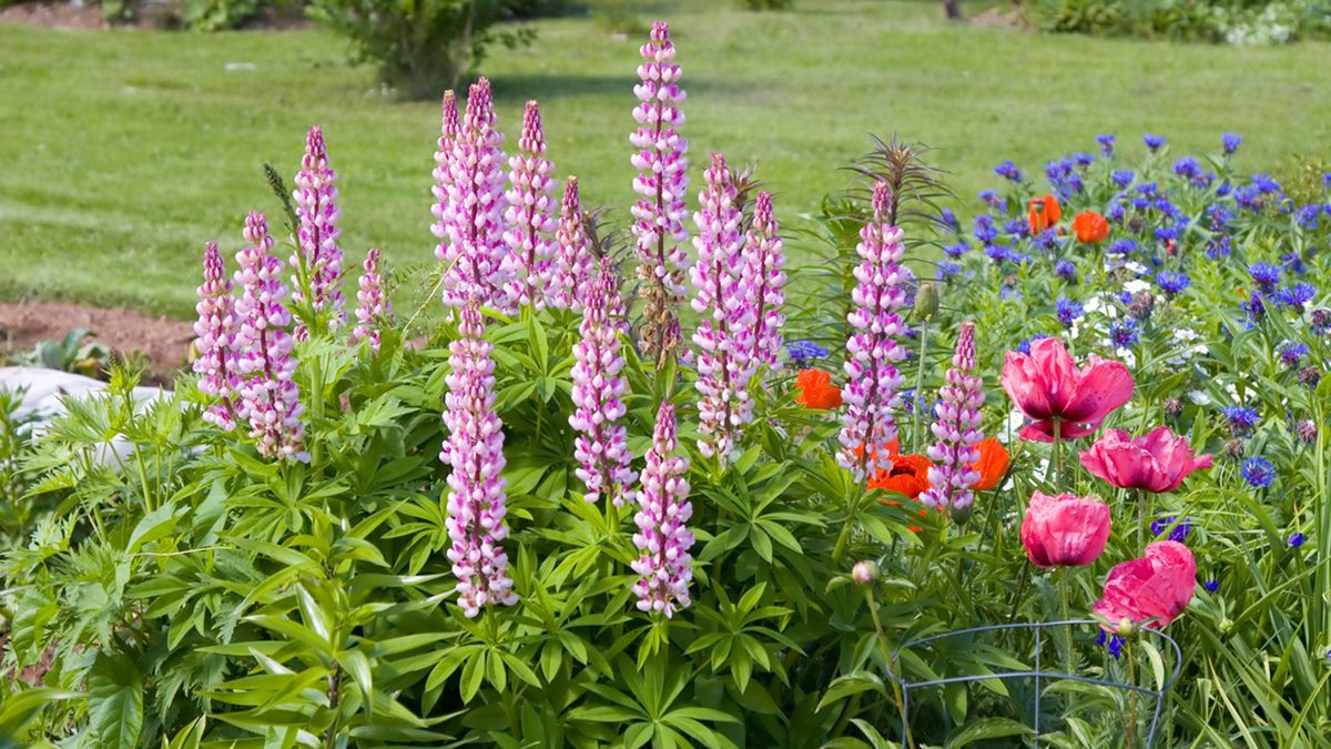 caracteristicas planta lupino