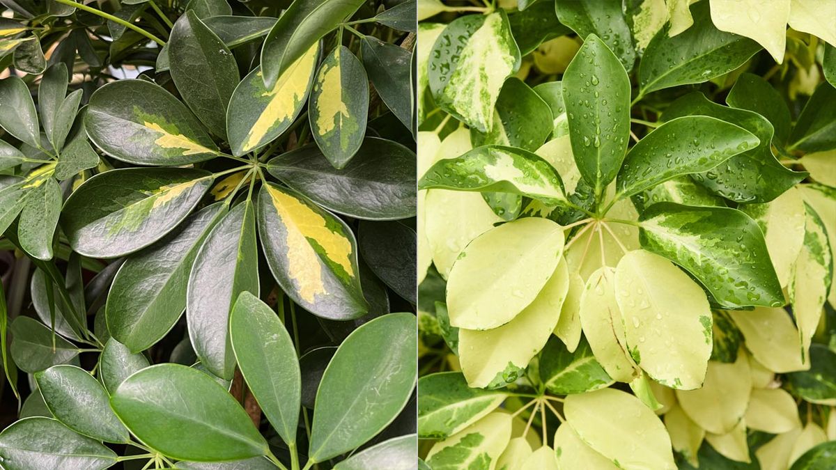 variedades de cheflera jardinatis