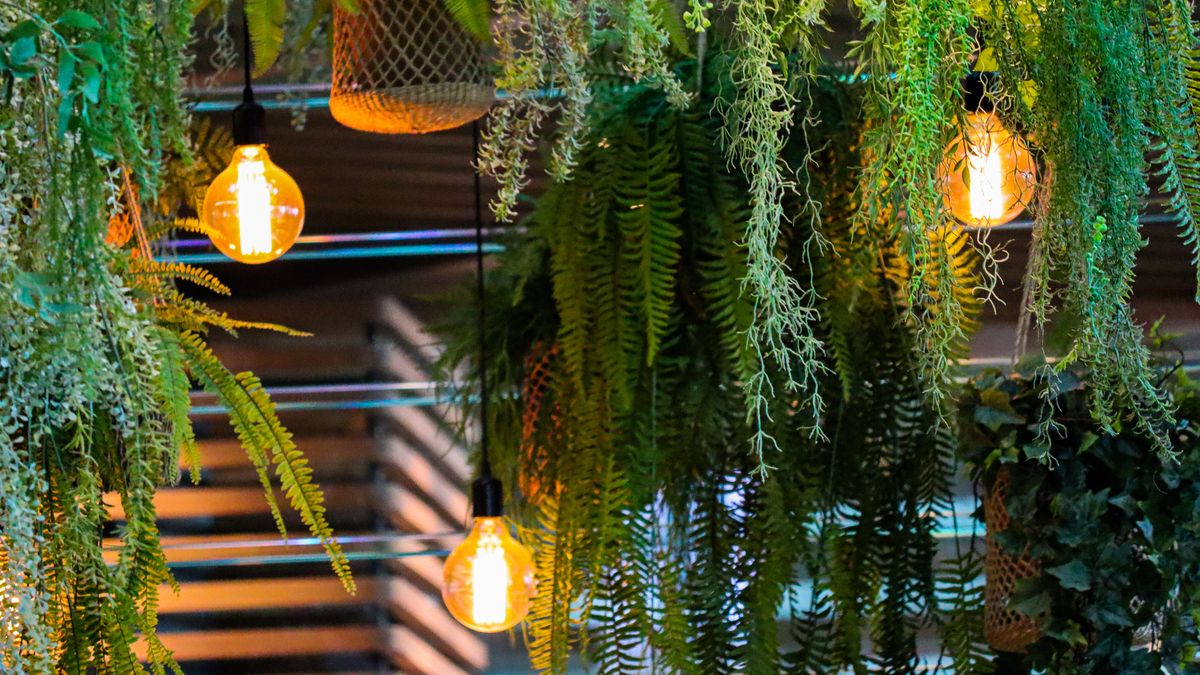 La iluminación artificial puede ser la solución para las plantas de interior