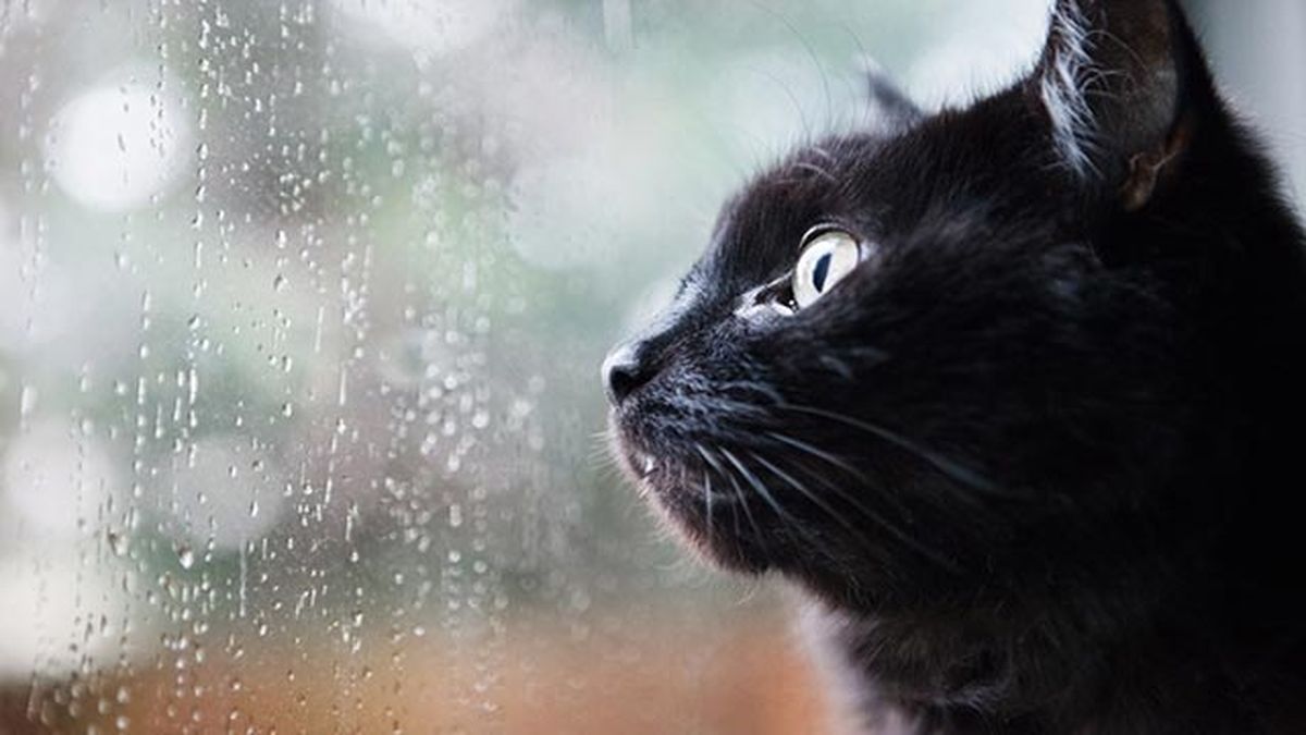 gato negro mirando por la ventana