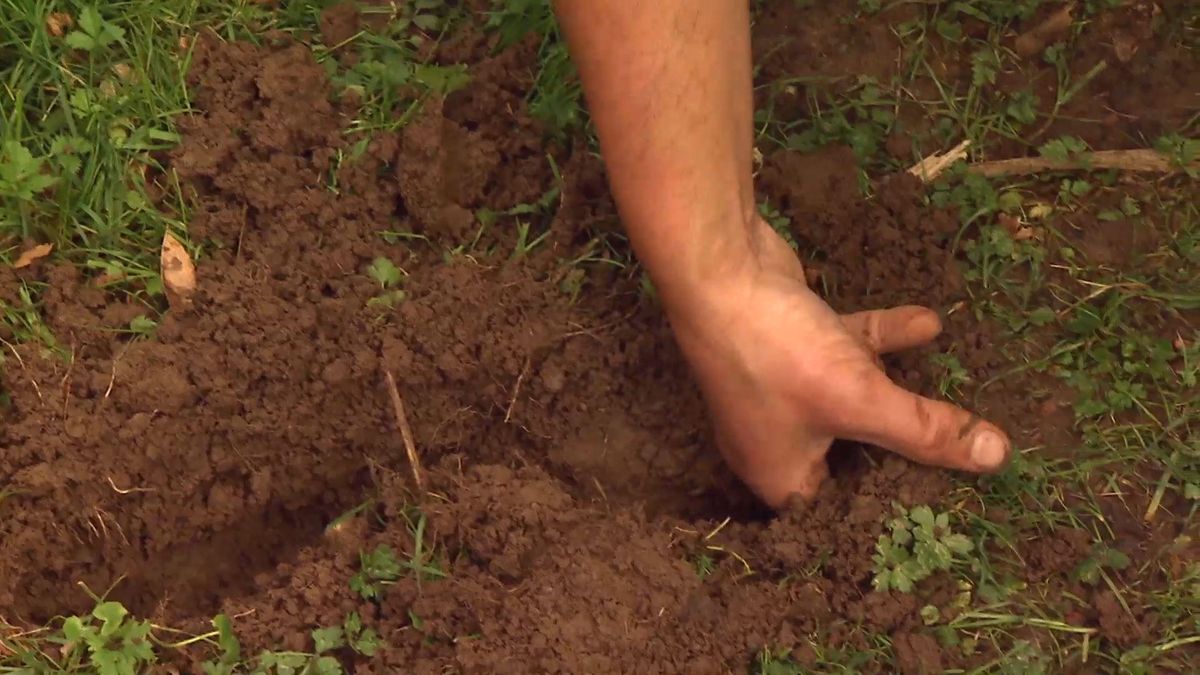 deco 0652 jardineria reverdecer camino losetas ophiopogon galeria topillo