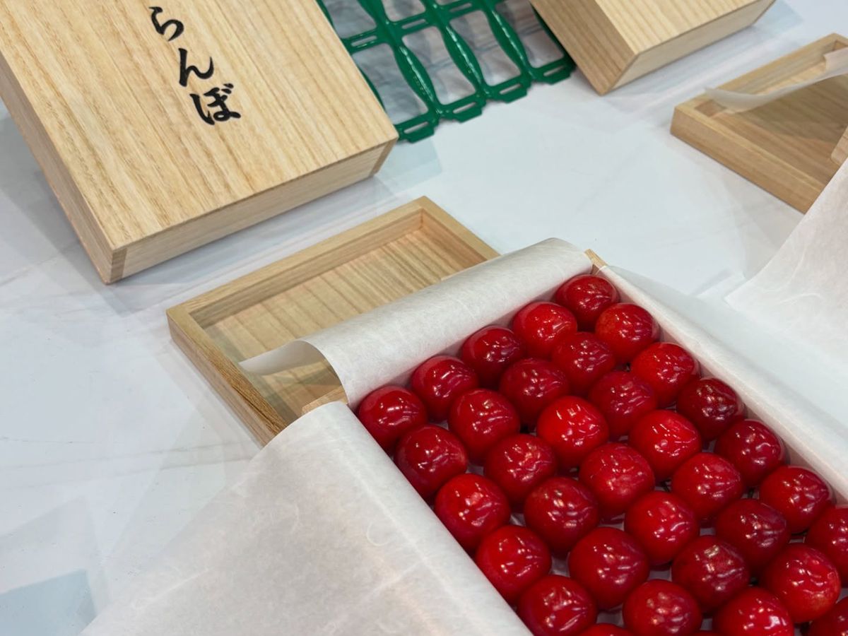 Las cerezas Sato Nishiki se presentan como un objeto de valor, con embalajes diseñados para proteger y realzar cada fruto.