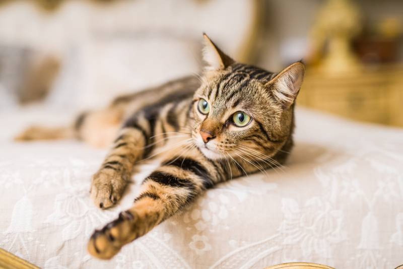 El Bengalí es uno de los gatos más exóticos que podemos encontrar. El Bengalí es uno de los gatos más exóticos que podemos encontrar.
