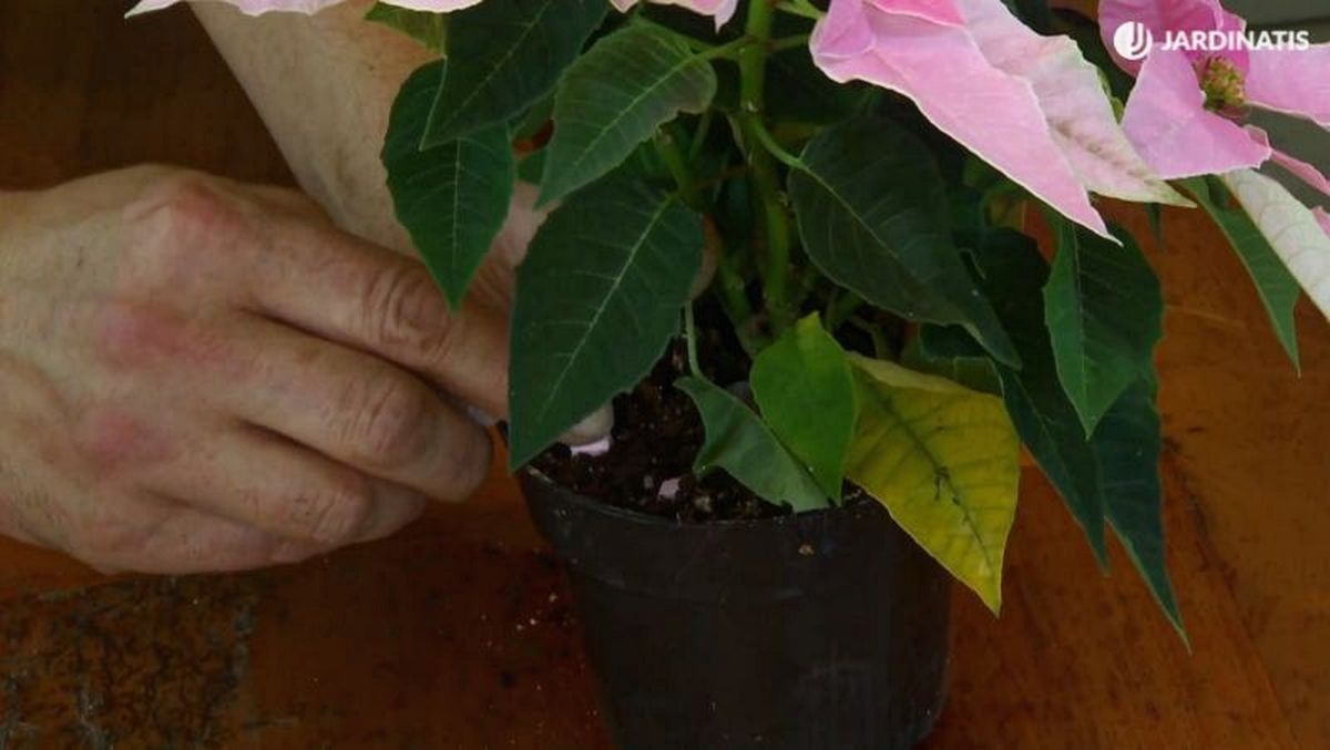 Existen productos para alargar el tiempo e intensidad de sus hojas