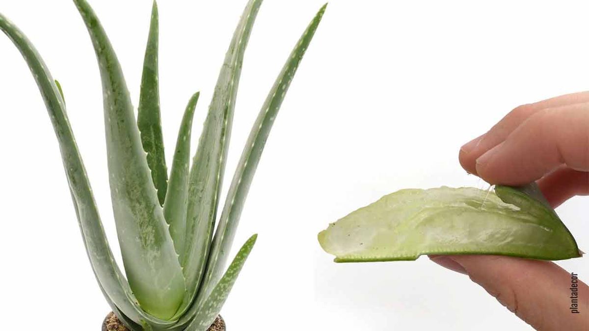 curiosidades de aloes plantadecor