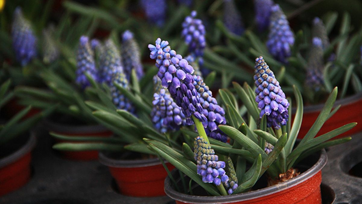 cuidados de planta bulbosa muscari