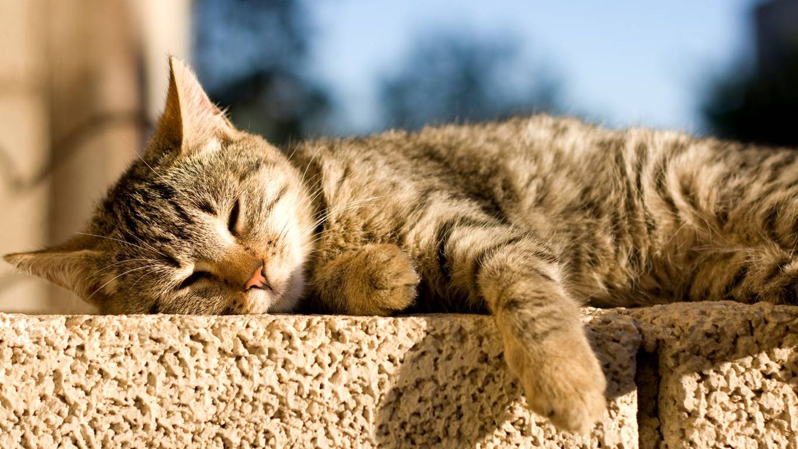 Los gatos son animales que disfrutan del calor.