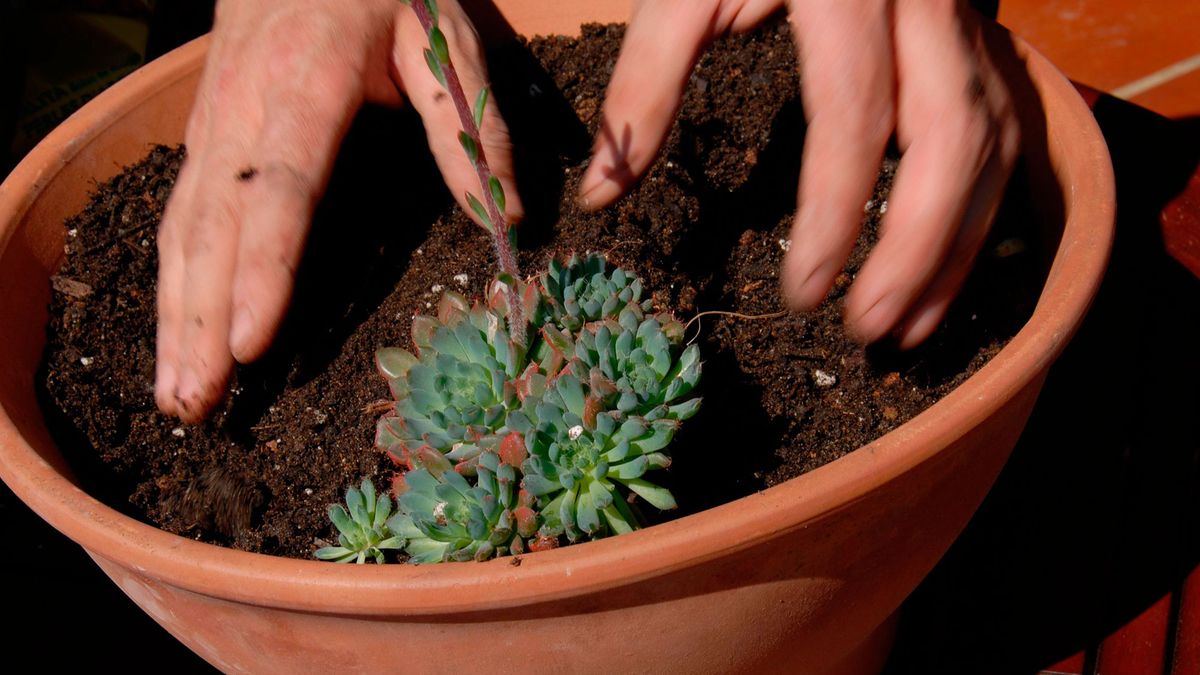 Decogarden 246 composicion plantas crasas macetas 3