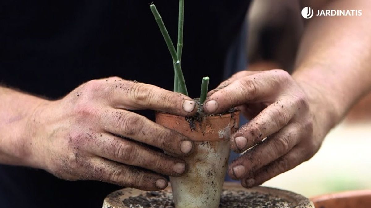 Esquejes de Euphorbia trigona