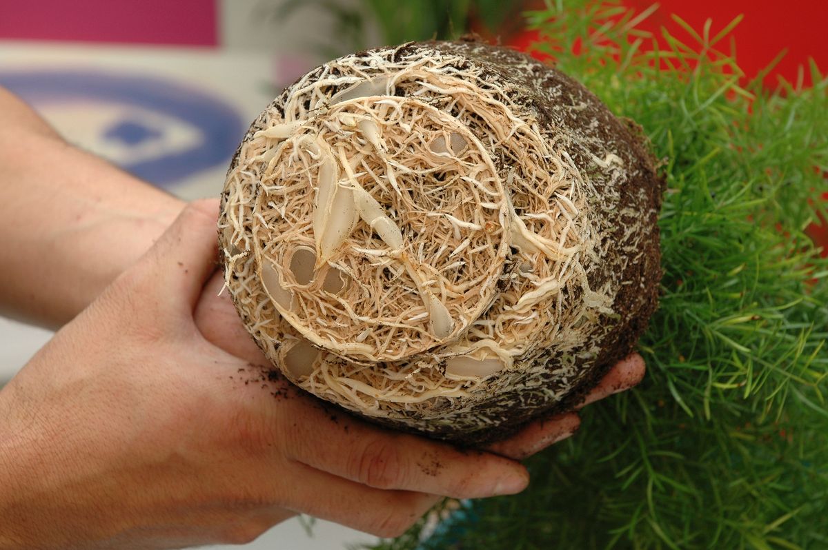 Composición con helechos y esparragueras p5