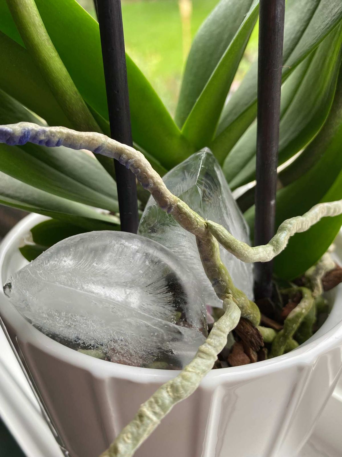 El fundamental tomar ciertas precauciones al usar hielo en orquídeas.