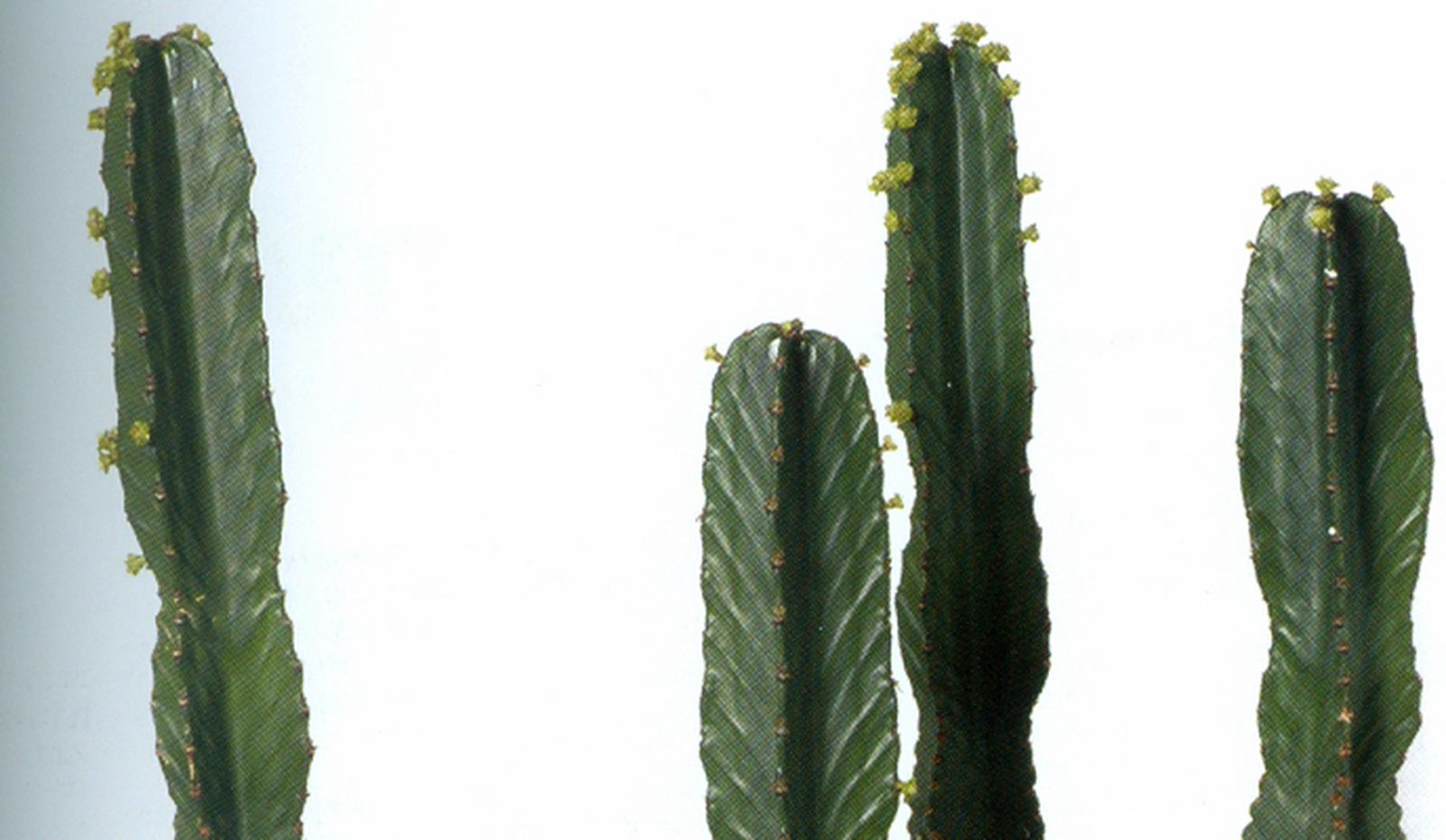 Pseudocactus Pseudocactus