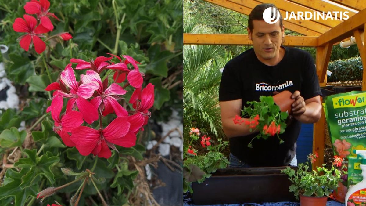 variedades geranios gitanilla balcon xl brico 907 jardin