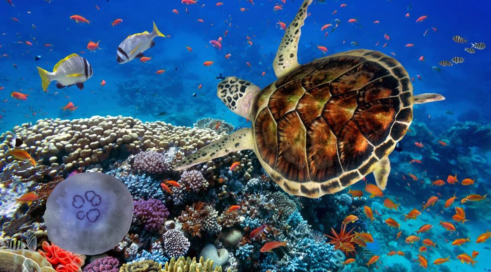 evolucion especies arrecife coral