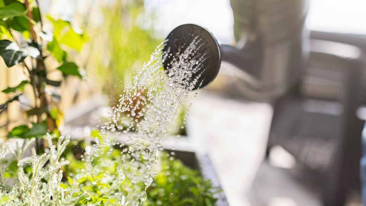 Riega y cuida tus plantas de la terraza o balcón.
