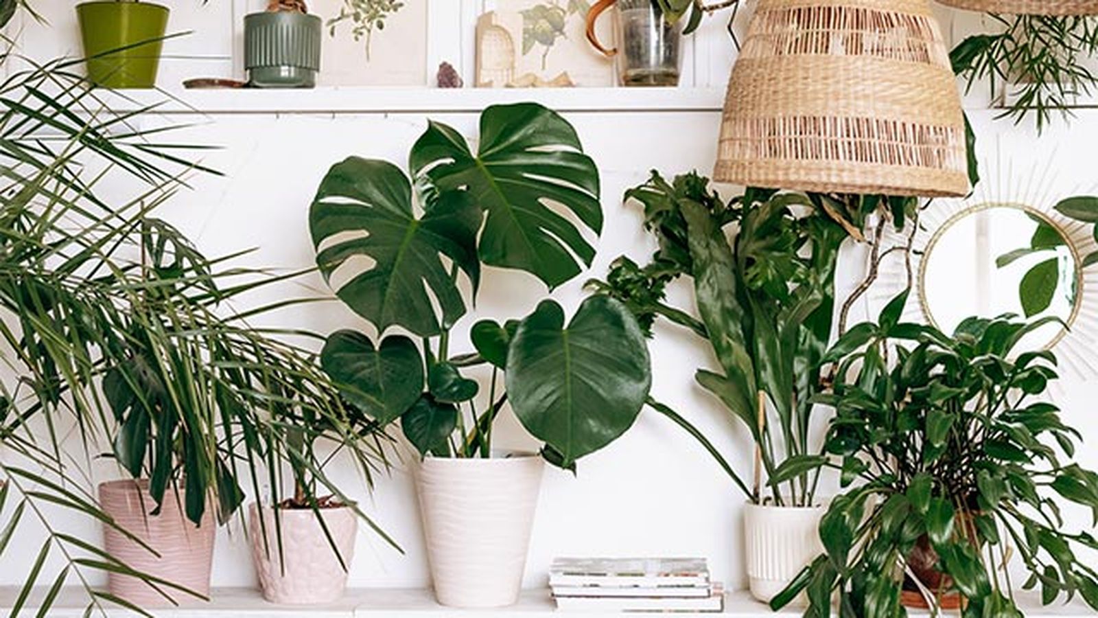 plantas urban jungle plantas urban jungle