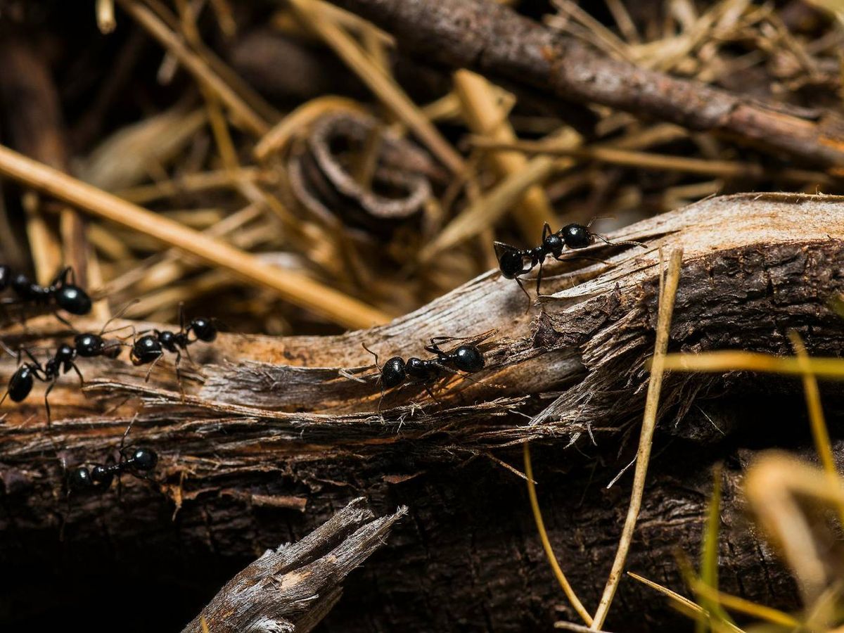 Hormigas sobre un tronco.