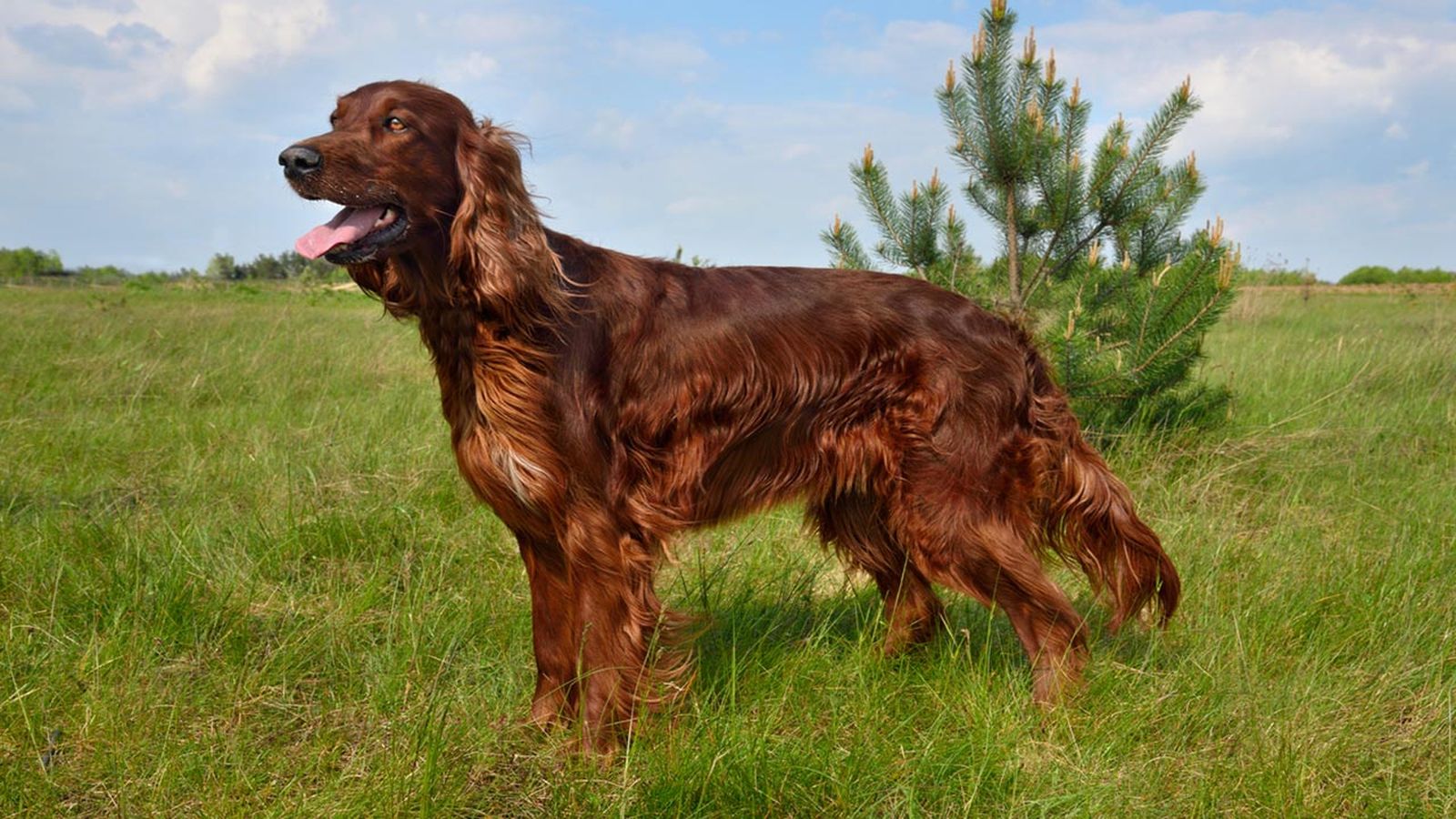 setter irlandes