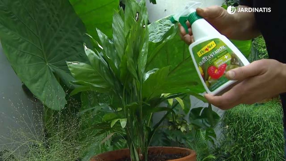 como abrillantar las hojasde las plantas brico 890