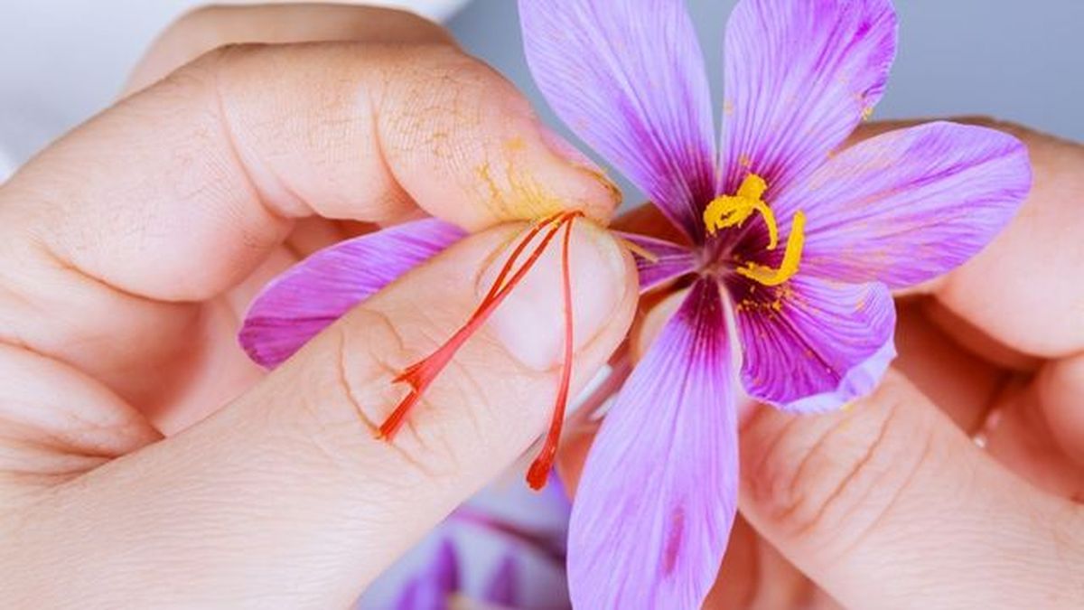 recolecta del azafran