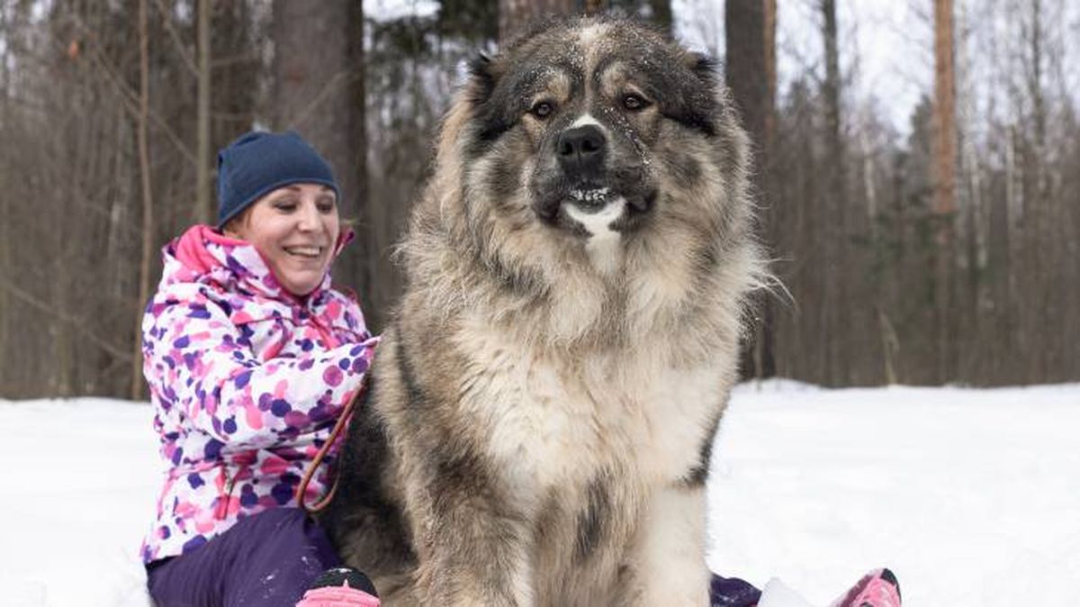 El Pastor del Caúcaso tiene sus origen en las montañas caucásicas