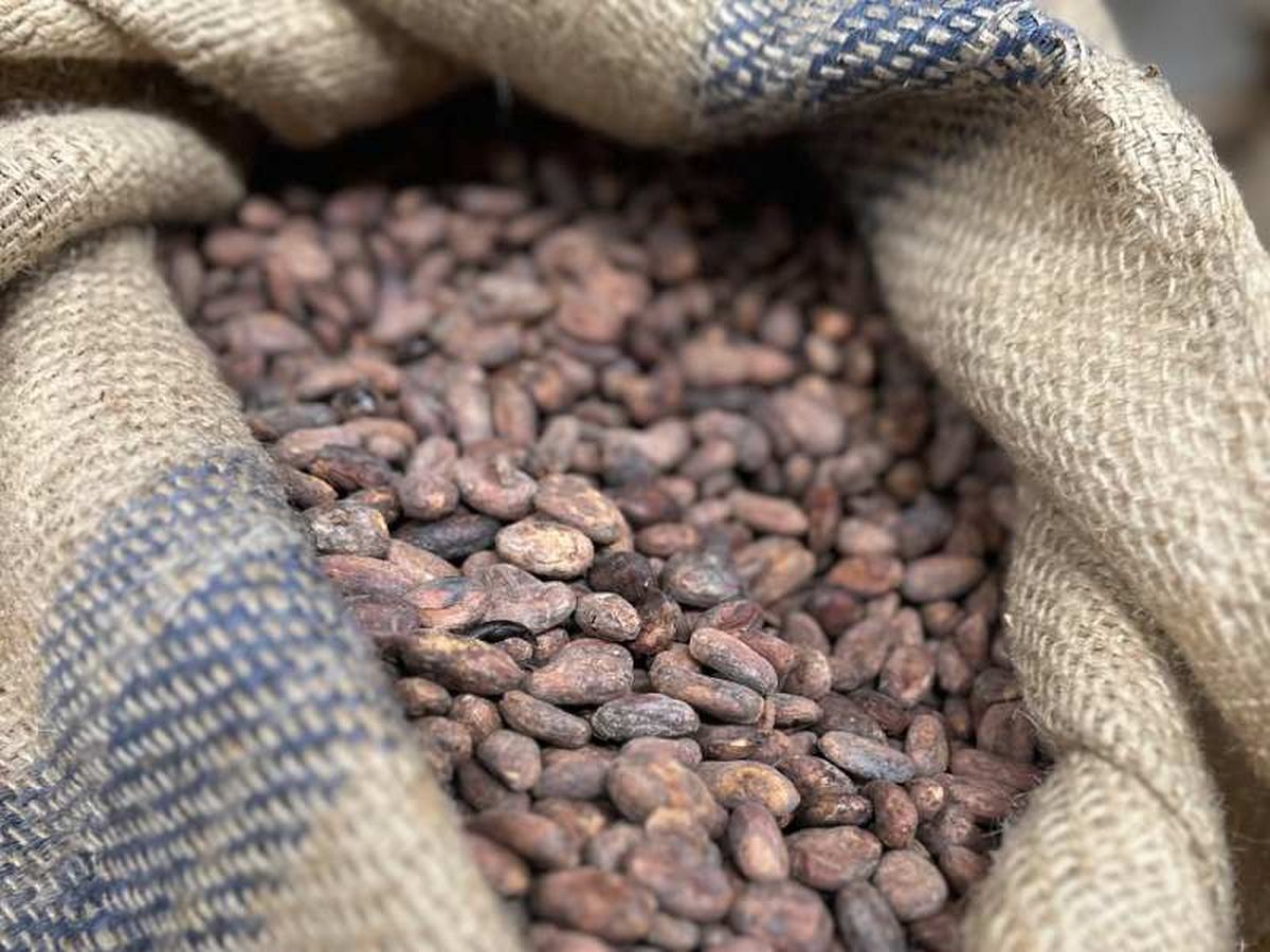 Las habas de cacao son el origen de las tabletas 'bean to bar'