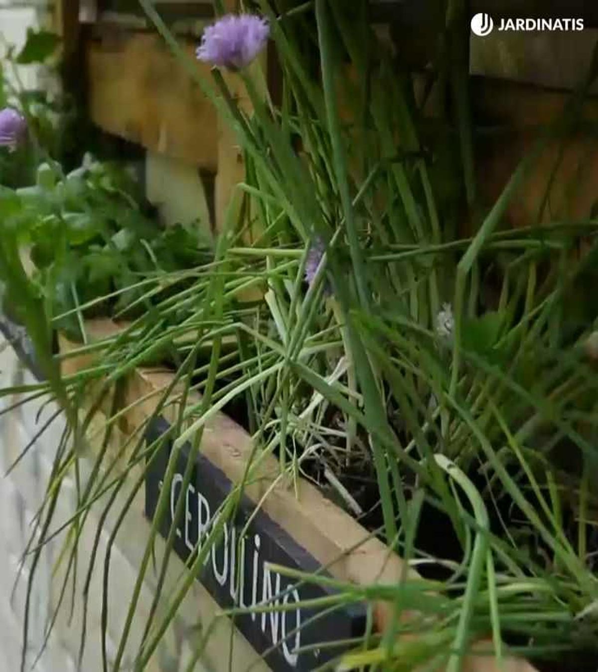 Cultivo del cebollino en el balcón en un huerto vertical