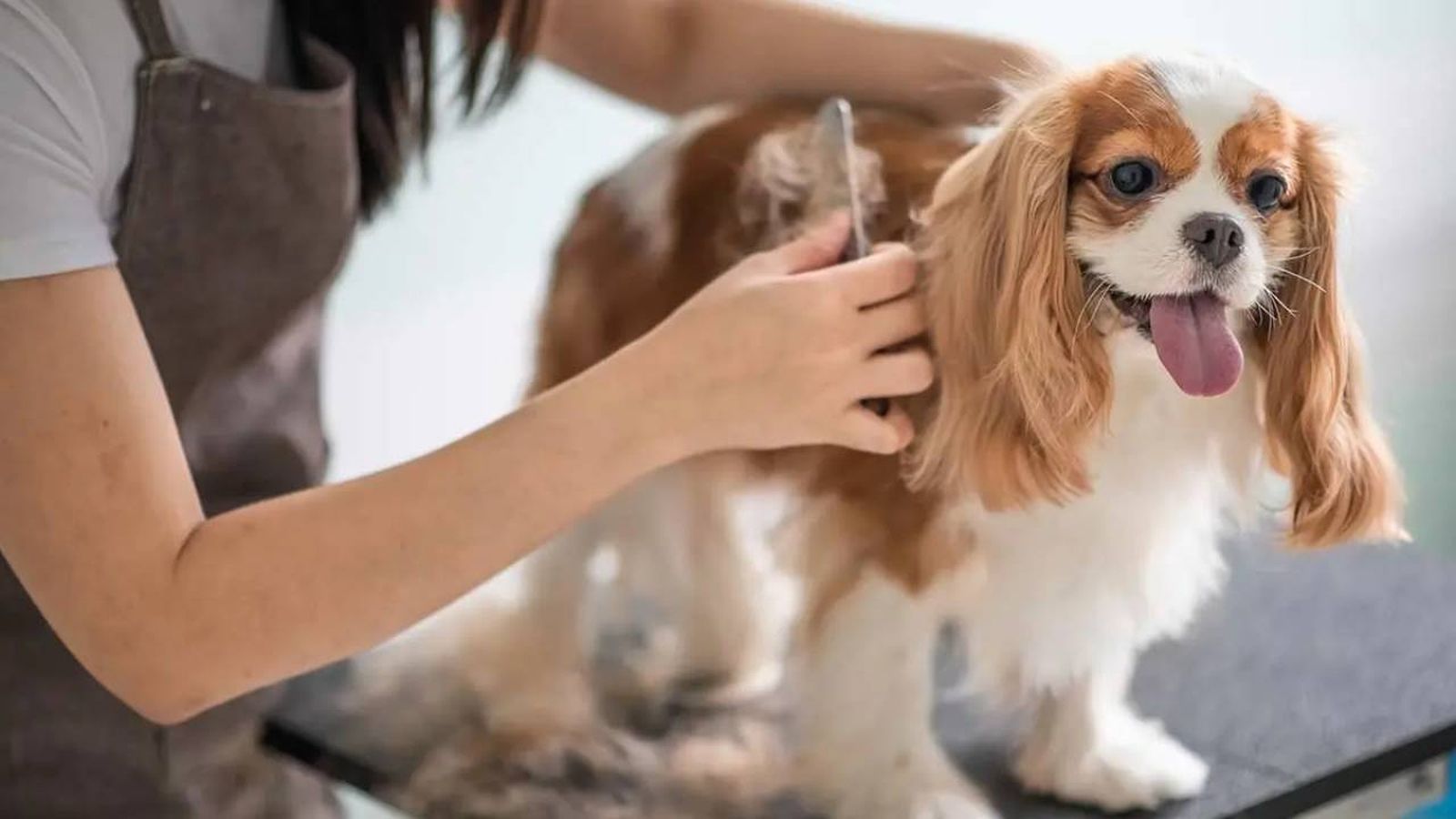 como cortarle el pelo a un perro en casa ok (1)