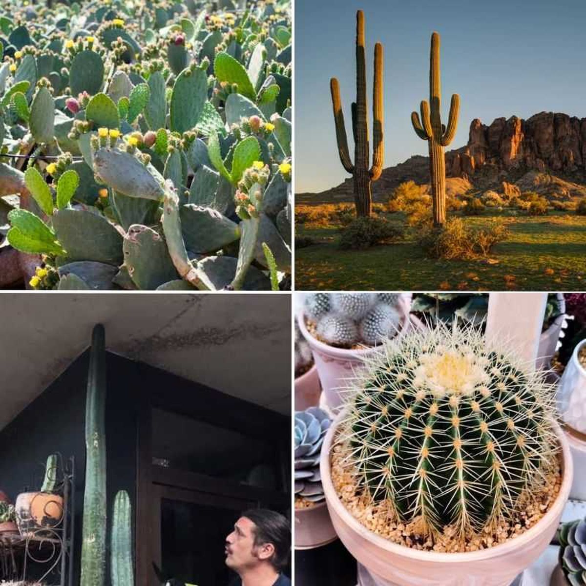 Cactus nopal, saguaro, San Pedro y asiento de la suegra.