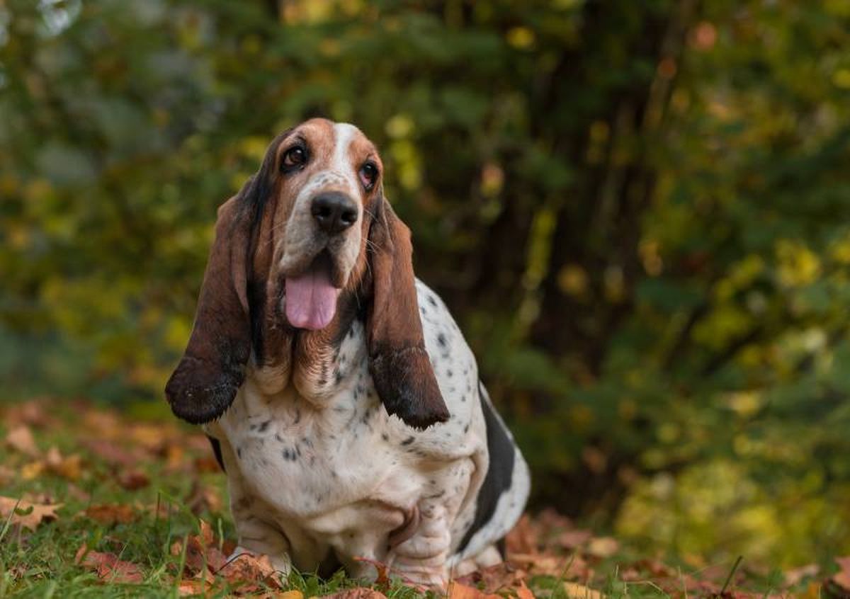De talla media, el Basset Hound es un perro de baja altura de cruz, cuerpo largo y patas cortas .
