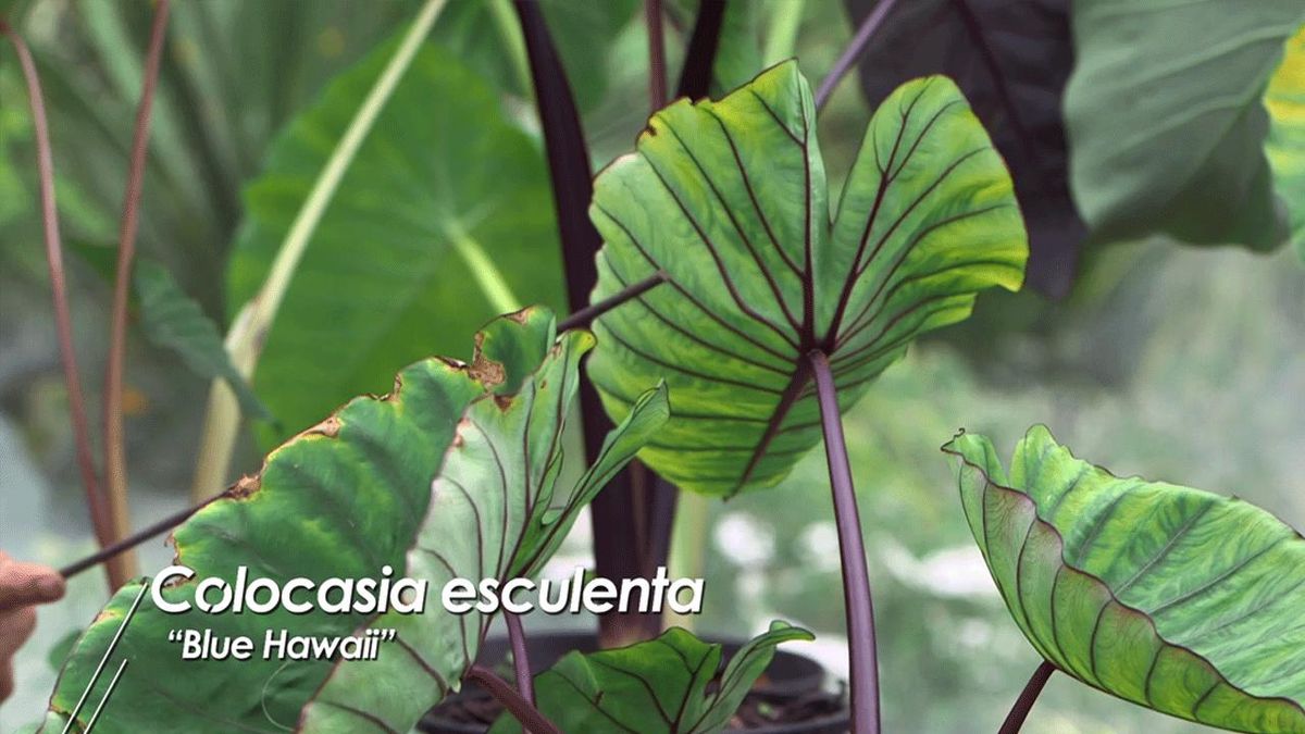 brico 1008 colocasia esculenta blue hawaii