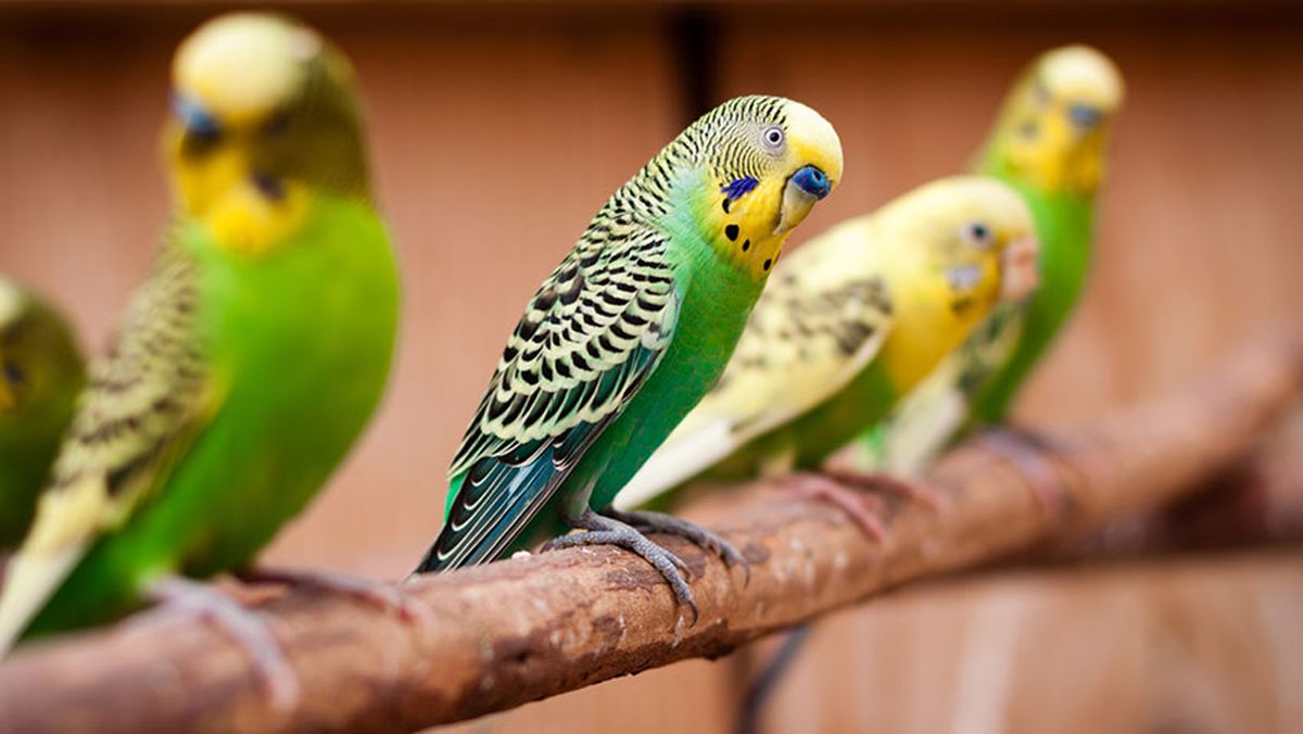 idioma periquitos agapornis 1