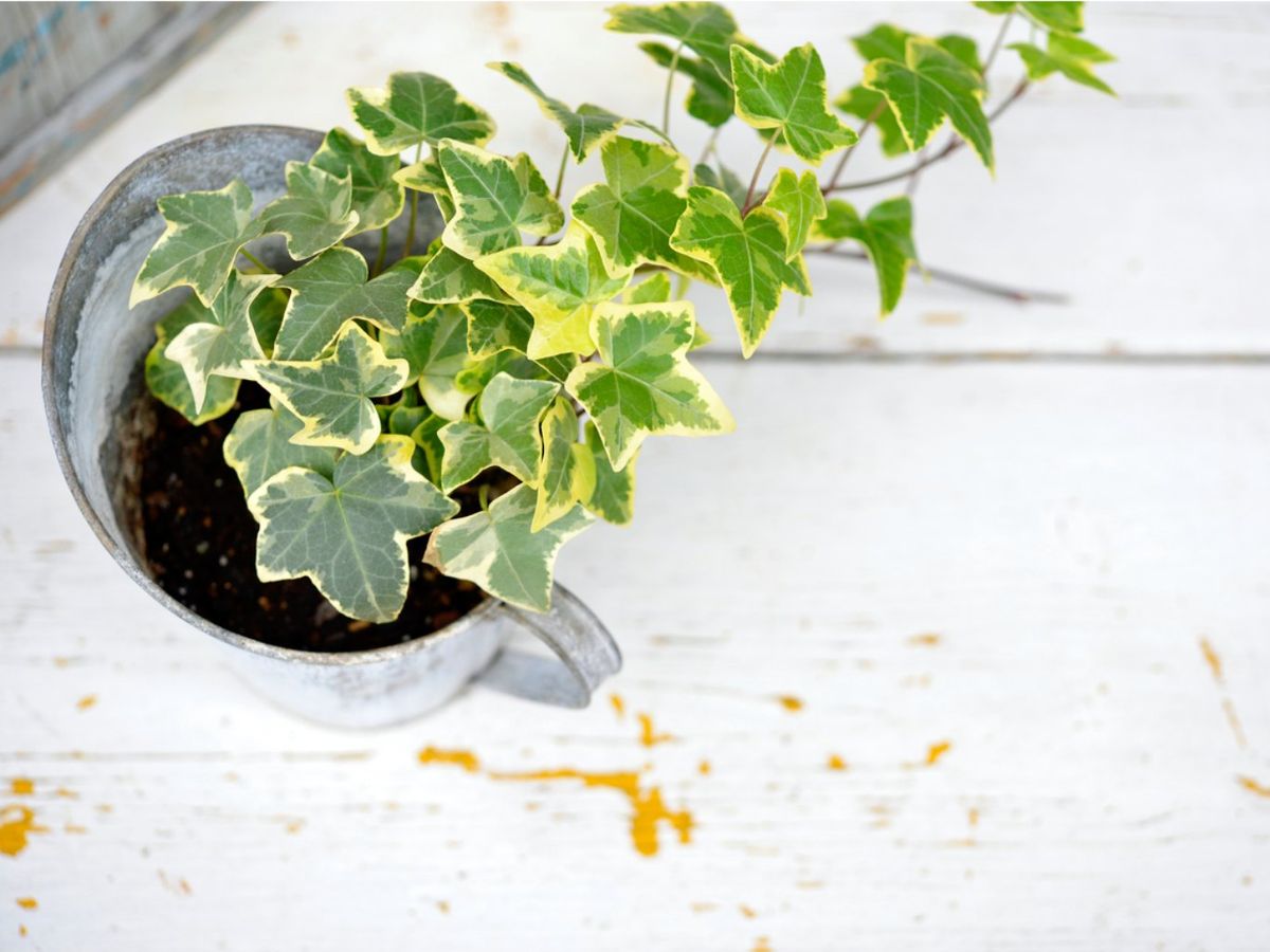 El verdor de la hiedra es muy ornamental.