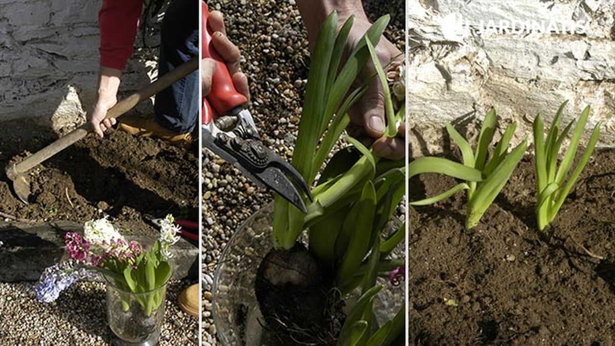 plantacion contra fachada jacintos