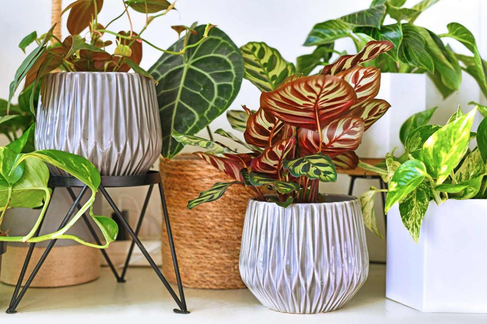 Las plantas exóticas de interior ofrecen una gran variedad de beneficios Las plantas exóticas de interior ofrecen una gran variedad de beneficios