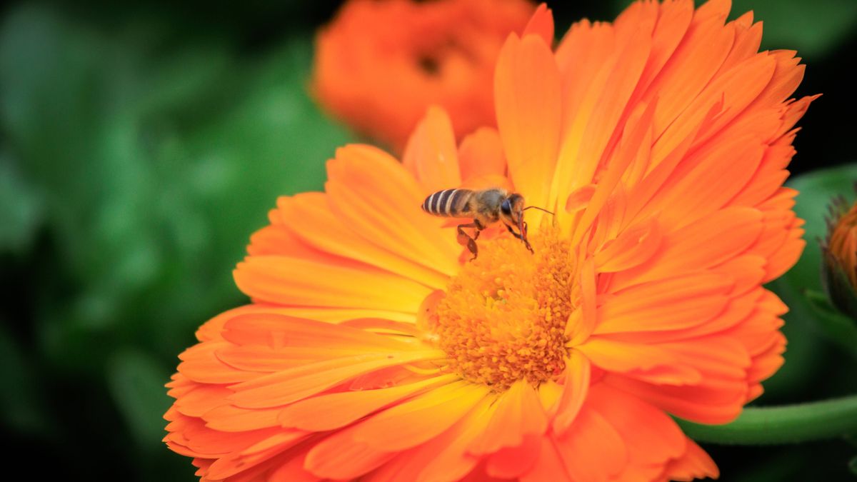 Planta flores que florezcan en primavera para cuando termine la hibernación