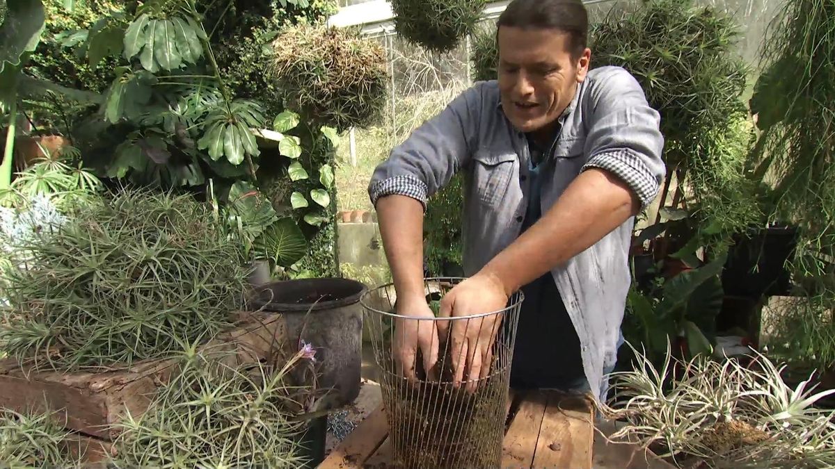 Deco729 jardineria claveles aire sustrato recipiente